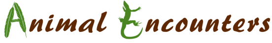 Animal Encounters